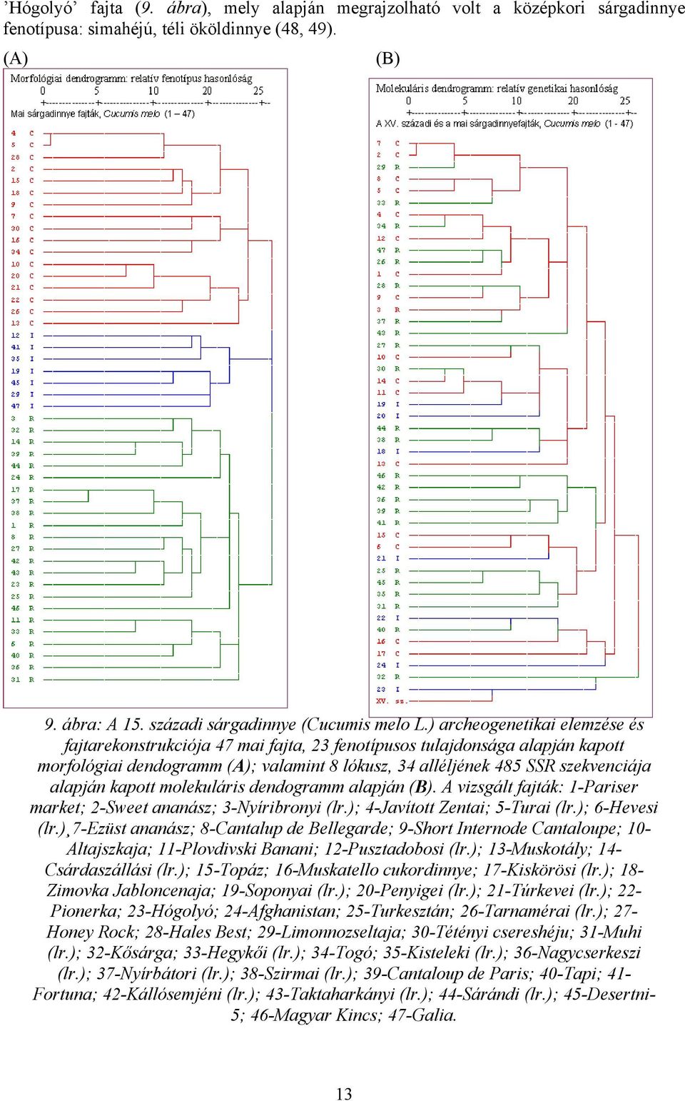 kapott molekuláris dendogramm alapján (B). A vizsgált fajták: 1-Pariser market; 2-Sweet ananász; 3-Nyíribronyi (lr.); 4-Javított Zentai; 5-Turai (lr.); 6-Hevesi (lr.