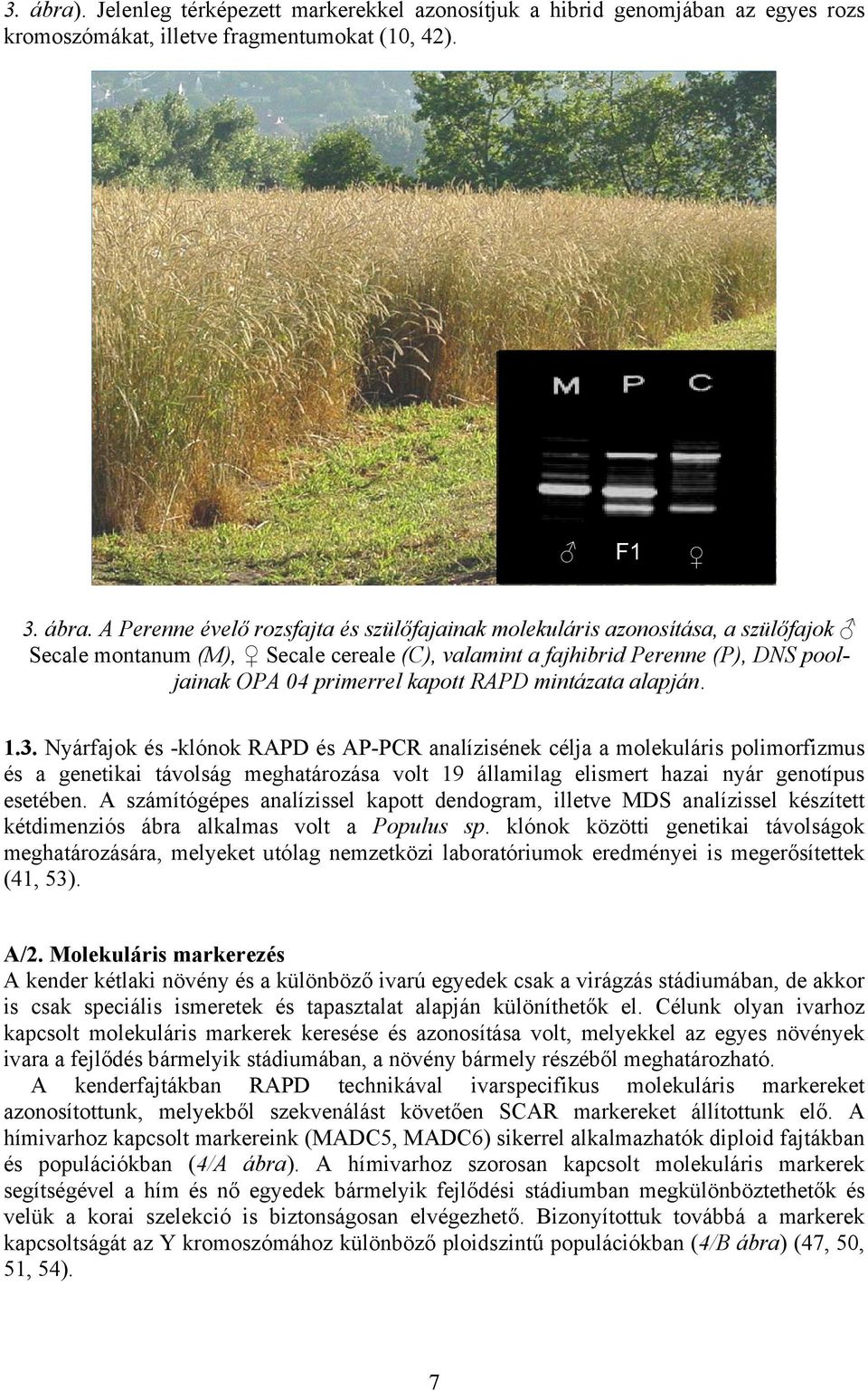 A Perenne évelő rozsfajta és szülőfajainak molekuláris azonosítása, a szülőfajok Secale montanum (M), Secale cereale (C), valamint a fajhibrid Perenne (P), DNS pooljainak OPA 04 primerrel kapott RAPD