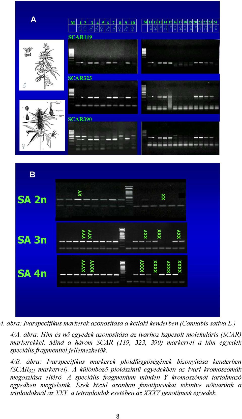 Mind a három SCAR (119, 323, 390) markerrel a hím egyedek speciális fragmenttel jellemezhetők. 4/B. ábra: Ivarspecifikus markerek ploidfüggőségének bizonyítása kenderben (SCAR 323 markerrel).