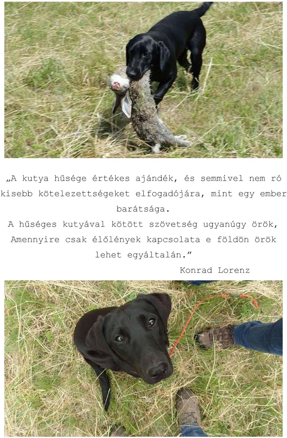 A hűséges kutyával kötött szövetség ugyanúgy örök, Amennyire