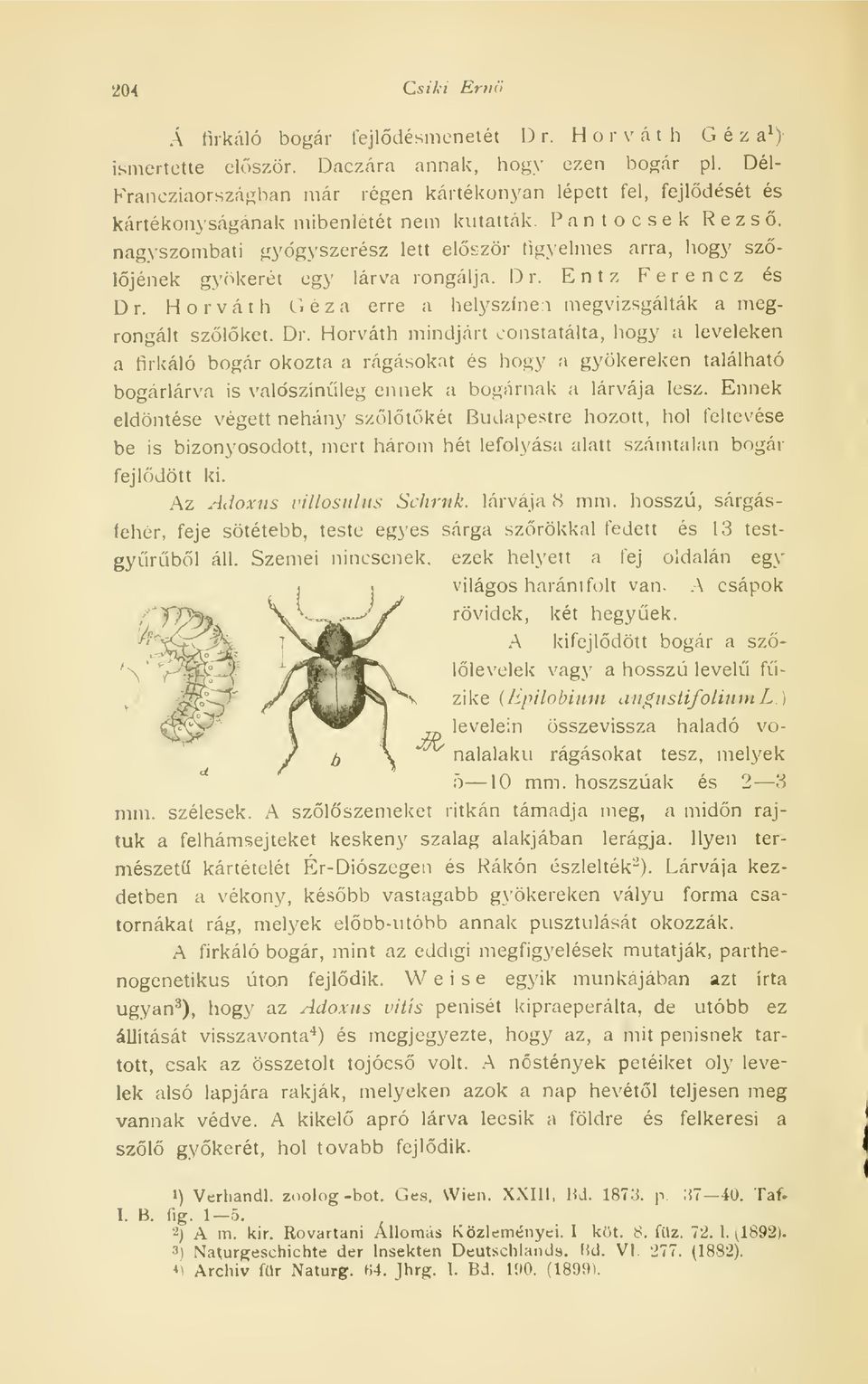 nagyszombati gyógyszerész lett elször figyelmes arra, hogy szljének gyökeret egy lárva rongálja. Dr.