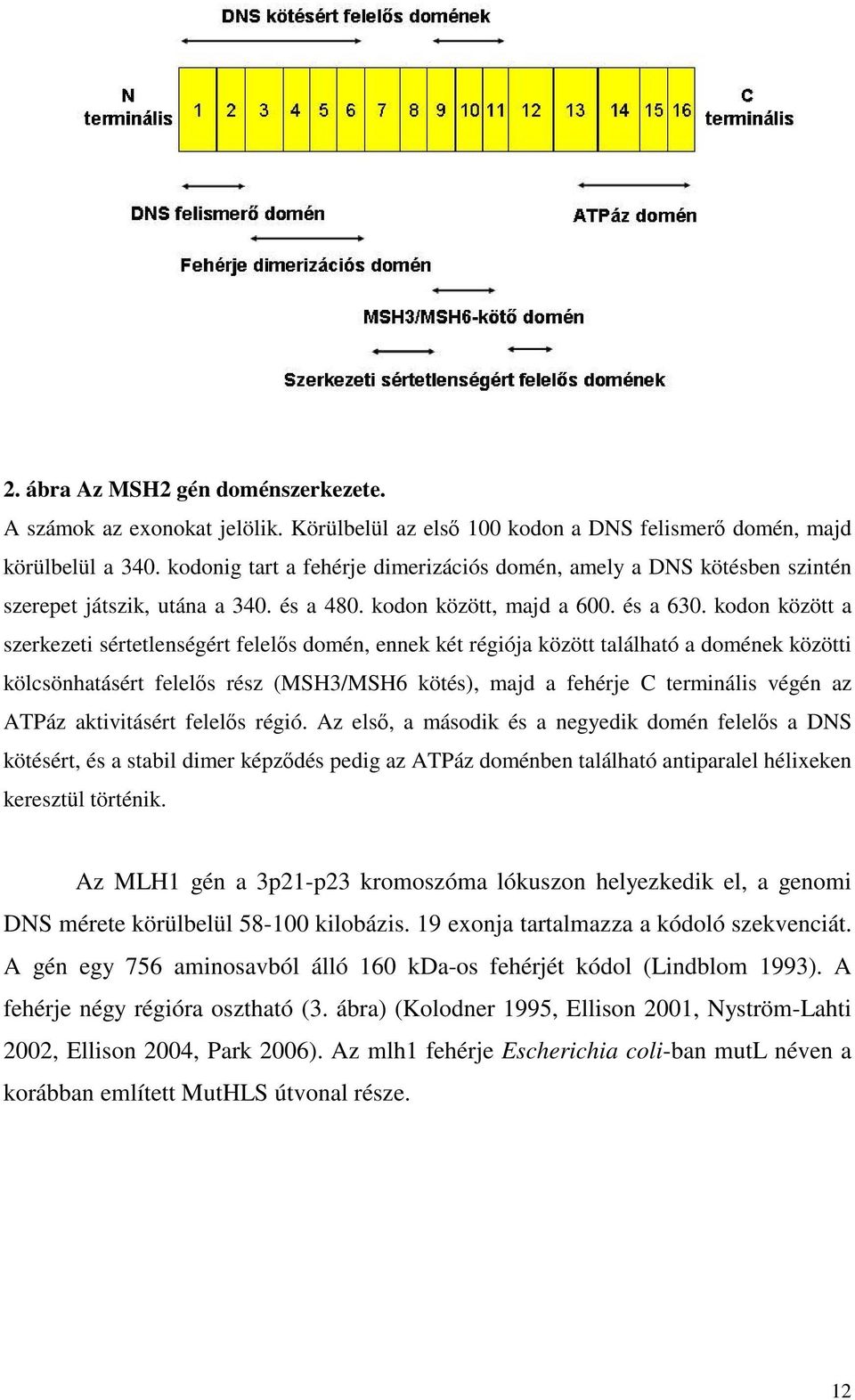 kodon között a szerkezeti sértetlenségért felelős domén, ennek két régiója között található a domének közötti kölcsönhatásért felelős rész (MSH3/MSH6 kötés), majd a fehérje C terminális végén az