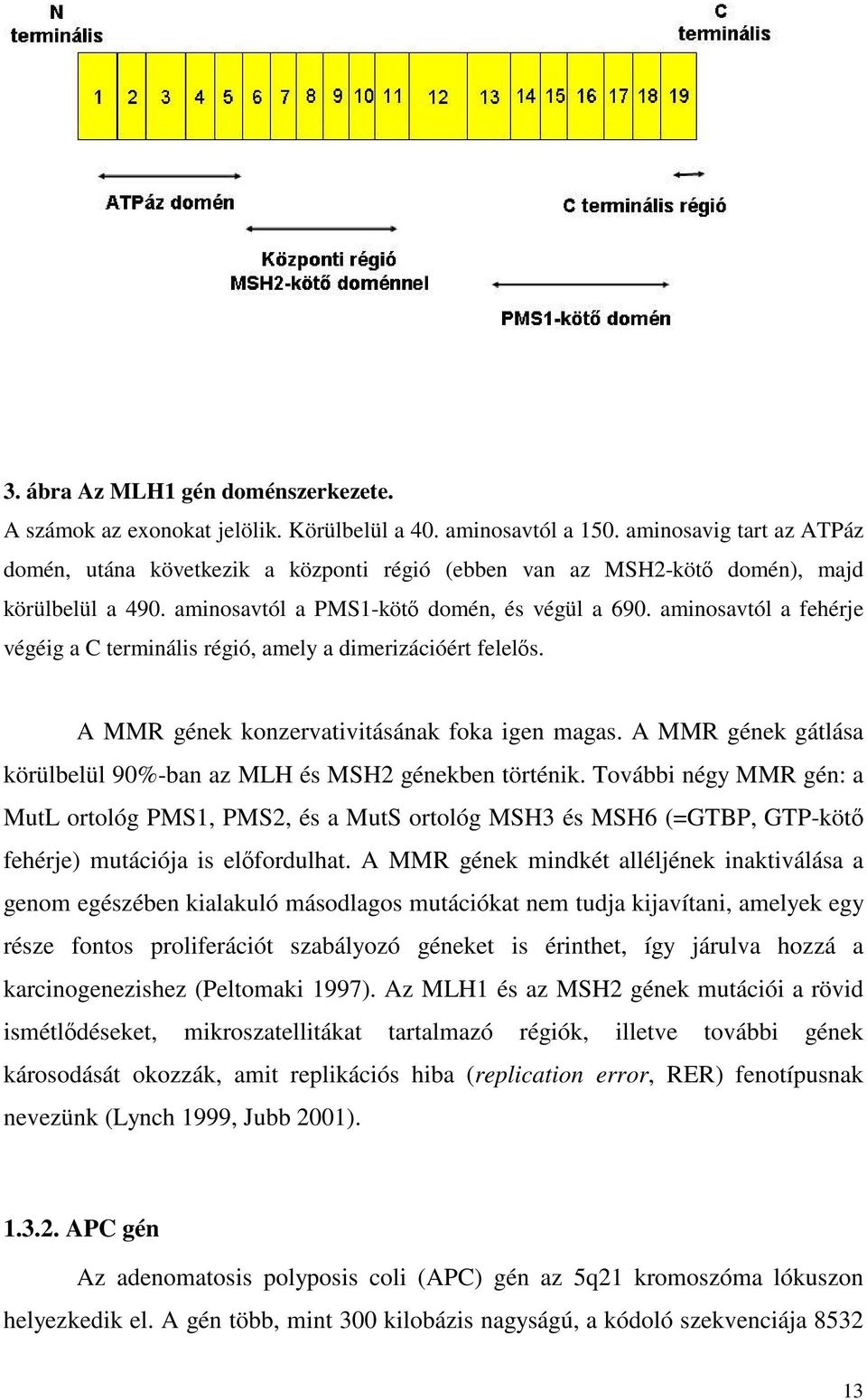 aminosavtól a fehérje végéig a C terminális régió, amely a dimerizációért felelős. A MMR gének konzervativitásának foka igen magas.