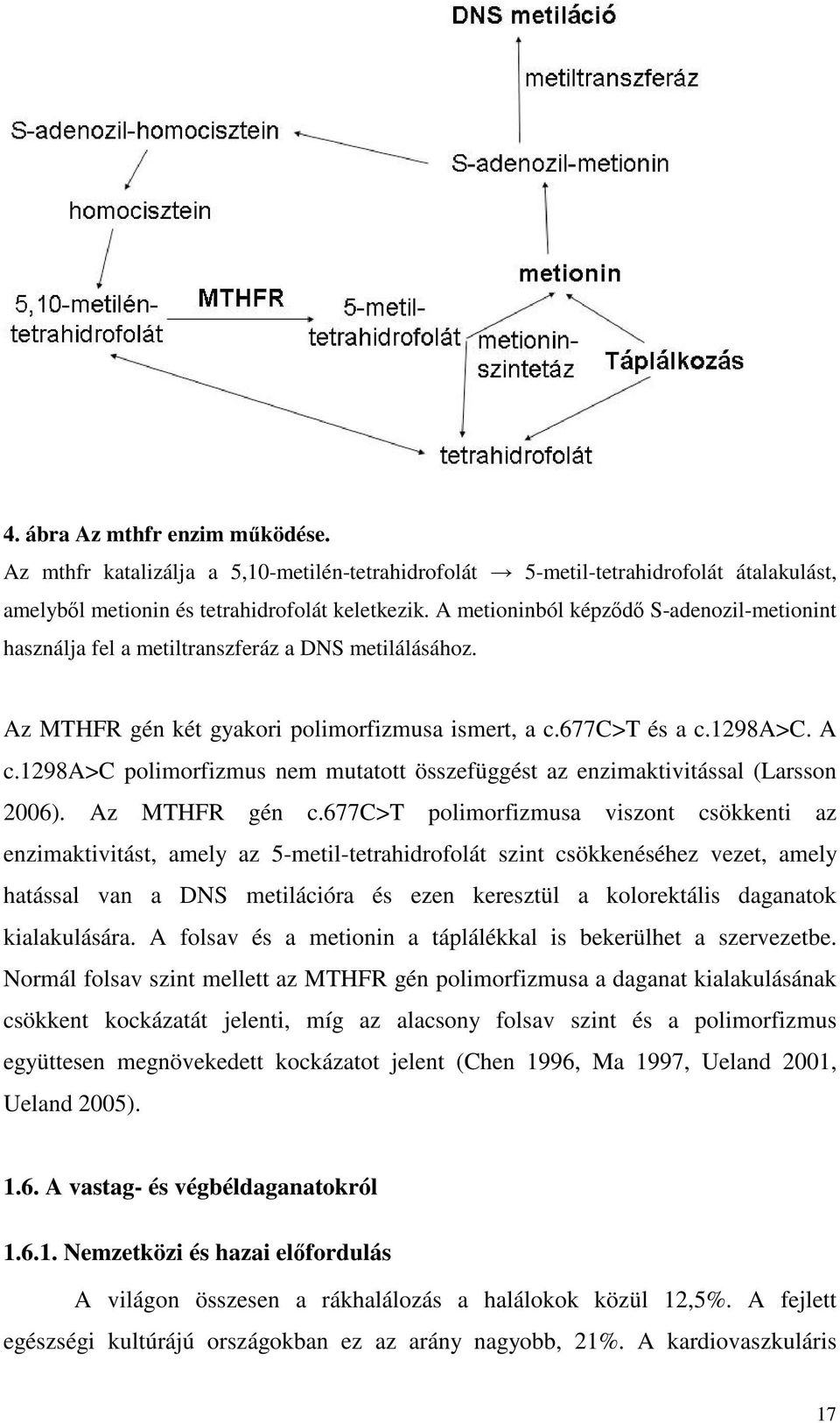 1298a>c polimorfizmus nem mutatott összefüggést az enzimaktivitással (Larsson 2006). Az MTHFR gén c.