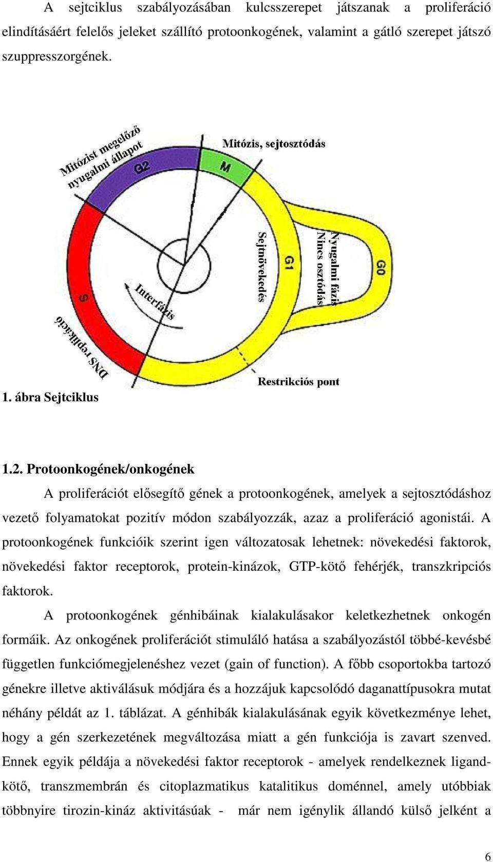 A protoonkogének funkcióik szerint igen változatosak lehetnek: növekedési faktorok, növekedési faktor receptorok, protein-kinázok, GTP-kötő fehérjék, transzkripciós faktorok.