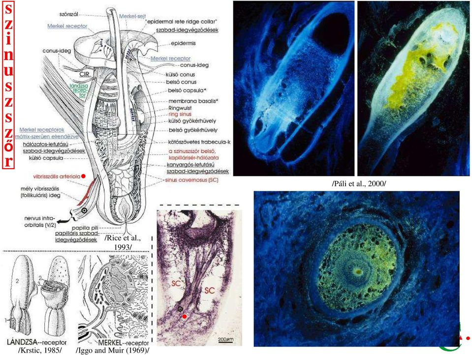 , 2000/ /Rice et al.