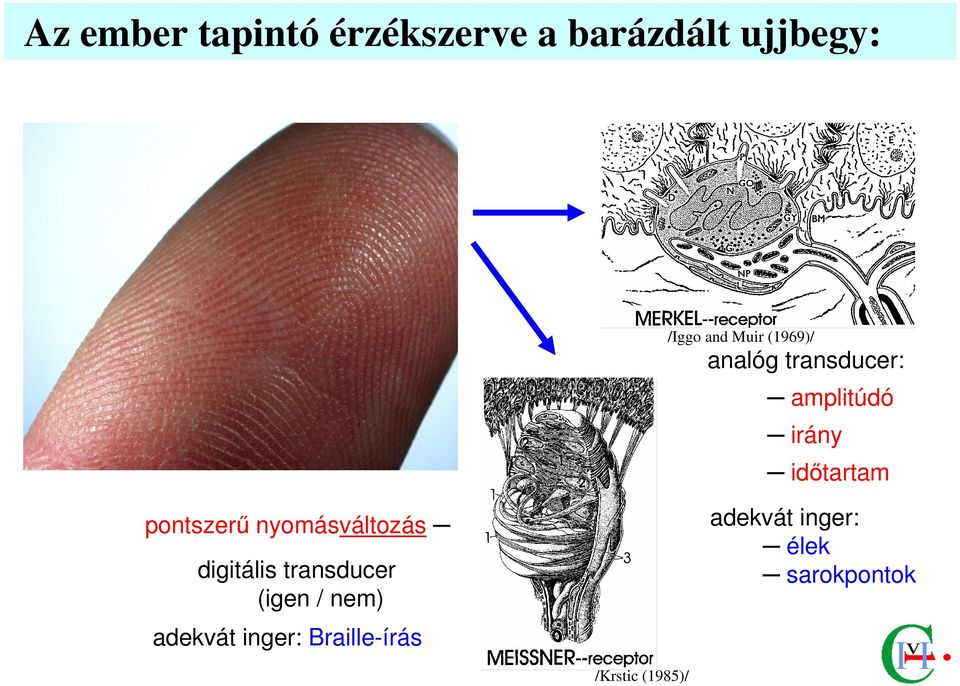 pontszerő nyomásváltozás digitális transducer (igen / nem)