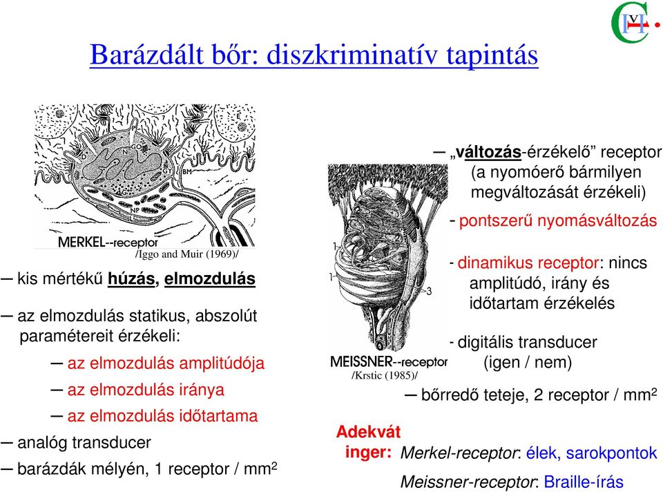 analóg transducer /Iggo and Muir (1969)/ barázdák mélyén, 1 receptor / mm 2 /Krstic (1985)/ dinamikus receptor: nincs amplitúdó, irány és idıtartam