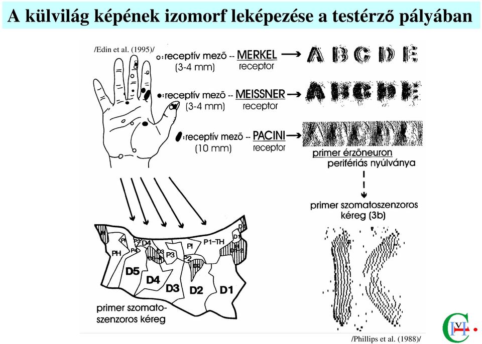 testérzı pályában /Edin