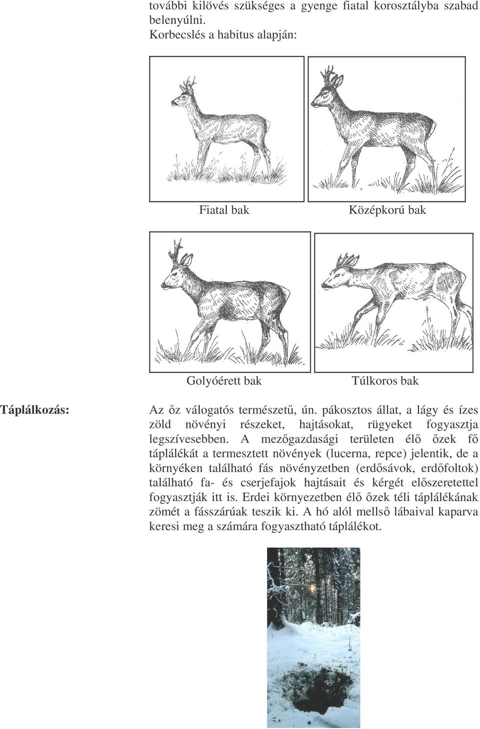 pákosztos állat, a lágy és ízes zöld növényi részeket, hajtásokat, rügyeket fogyasztja legszívesebben.