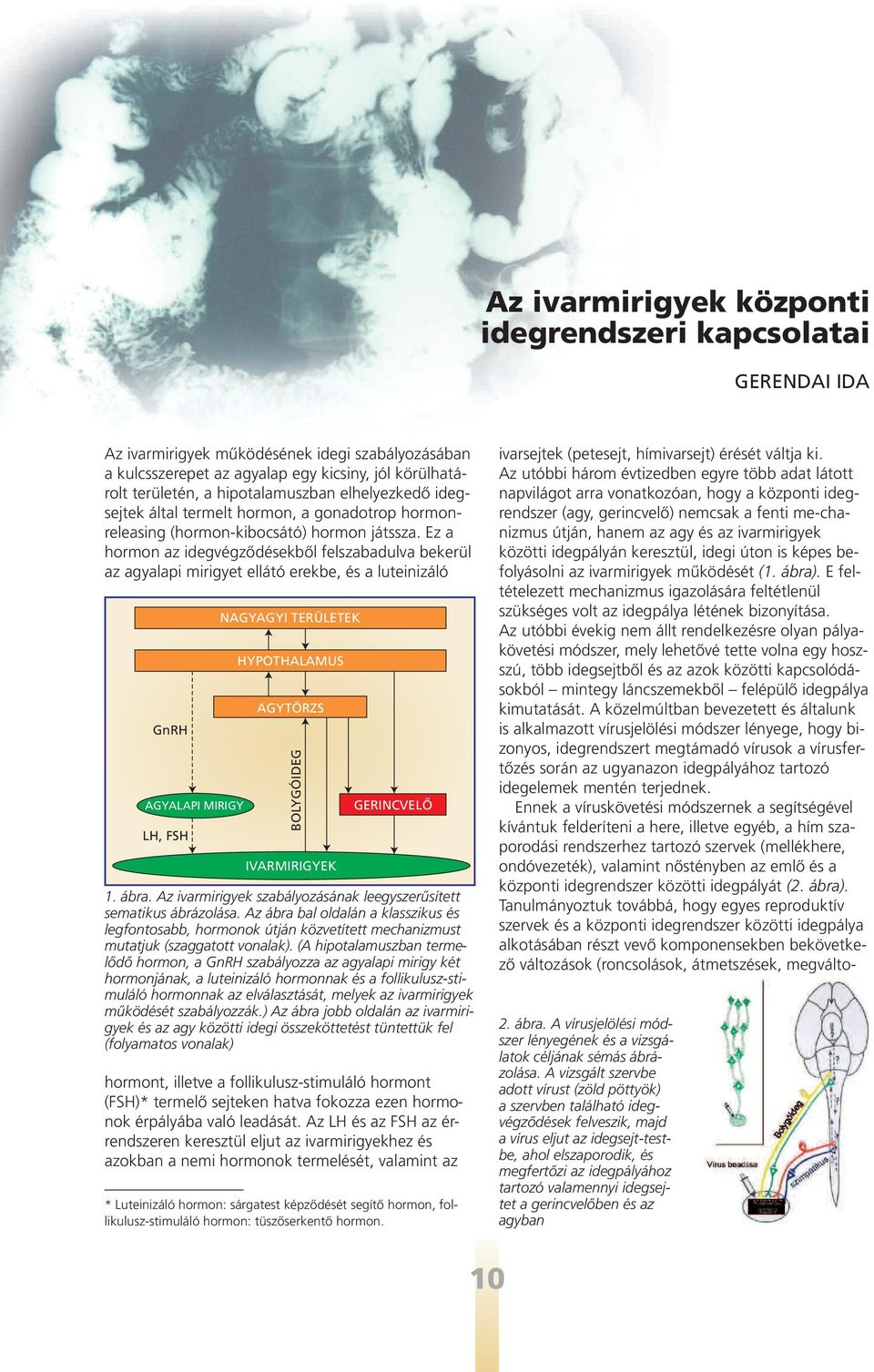 Ez a hormon az idegvégzôdésekbôl felszabadulva bekerül az agyalapi mirigye elláó erekbe, és a lueinizáló GnR AGYALAPI MIRIGY L, FS AGYAGYI TERÜLETEK YPOTALAMUS AGYTÖRZS BOLYGÓIDEG IVARMIRIGYEK