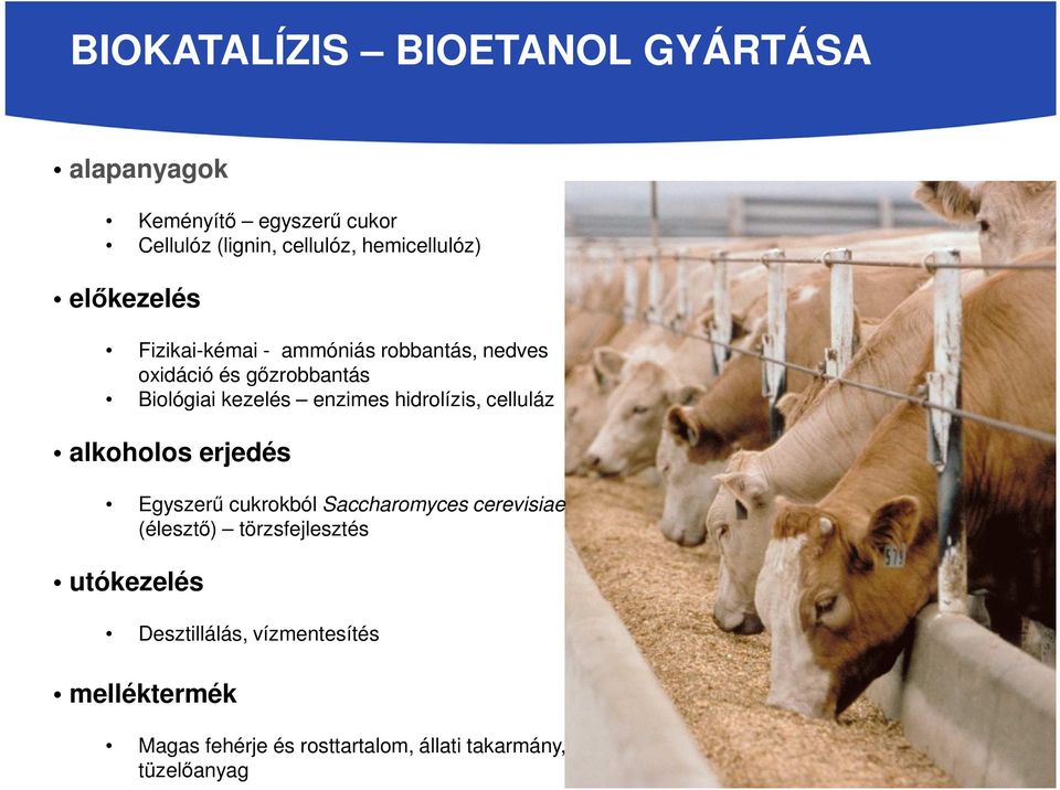 kezelés enzimes hidrolízis, celluláz alkoholos erjedés Egyszerű cukrokból Saccharomyces cerevisiae (élesztő)