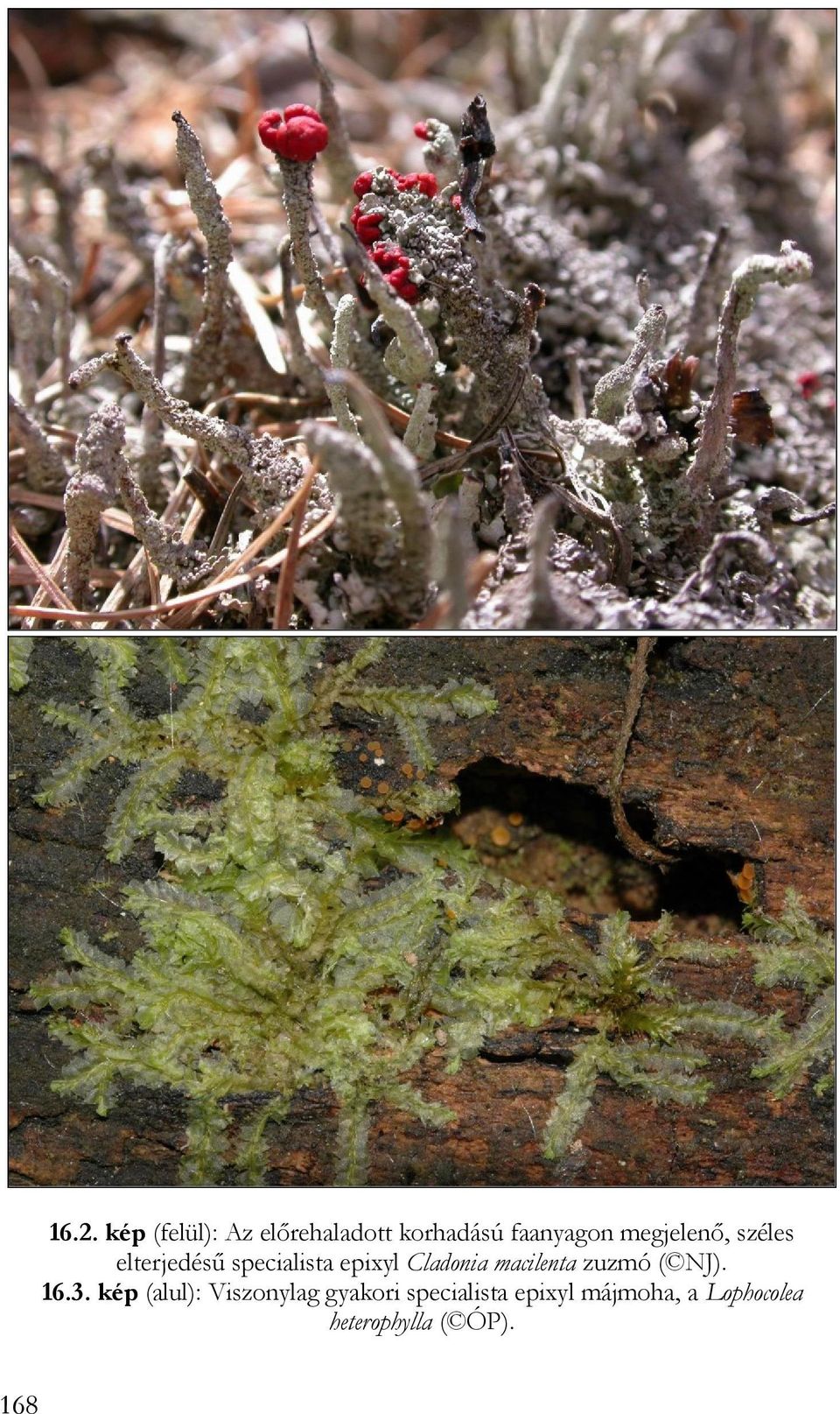 megjelenő, széles elterjedésű specialista epixyl Cladonia