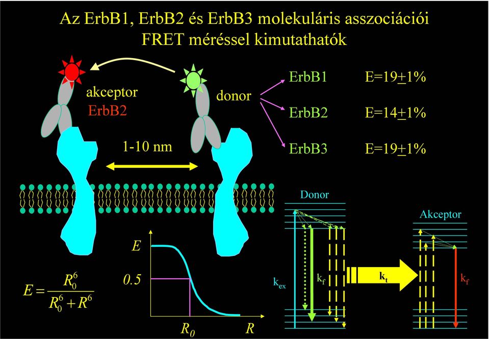 ErbB1 ErbB2 E=19+1% E=14+1% 1-10 nm ErbB3 E=19+1%