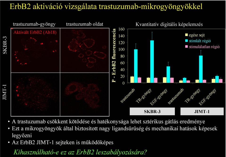 stimulálatlan régió TR-gyöngy EGF-gyöngy SBR-3 JIMT-1 A trastuzumab csökkent kötődése és hatékonysága lehet sztérikus gátlás eredménye Ezt a