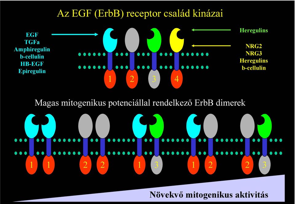 Heregulins b-cellulin Magas mitogenikus potenciállal