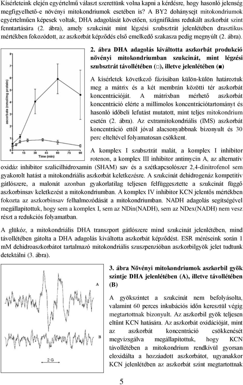 ábra), amely szukcinát mint légzési szubsztrát jelenlétében drasztikus mértékben fokozódott, az aszkorbát képződés első emelkedő szakasza pedig megnyúlt (2. ábra). 2.