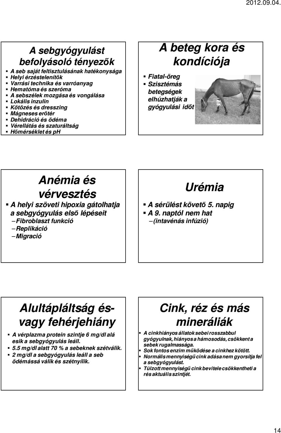 és vérvesztés A helyi szöveti hipoxia gátolhatja a sebgyógyulás első lépéseit Fibroblaszt funkció Replikáció Migració Urémia A sérülést követő 5. napig A 9.