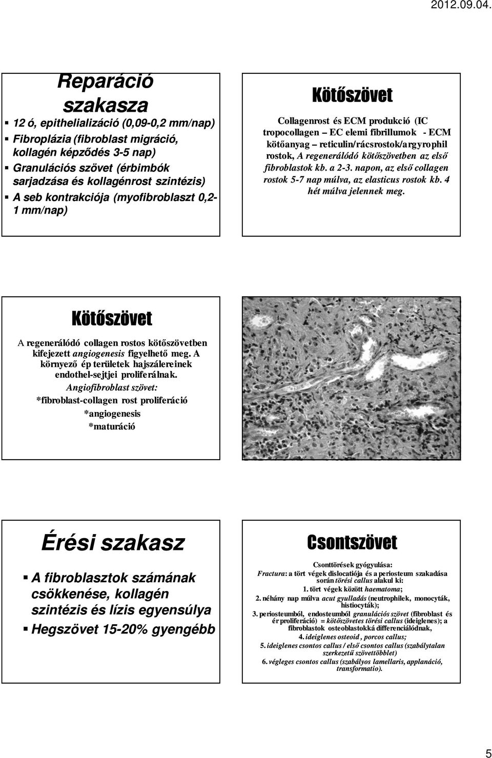 kötőszövetben az első fibroblastok kb. a 2-3. napon, az első collagen rostok 5-7 nap múlva, az elasticus rostok kb. 4 hét múlva jelennek meg.