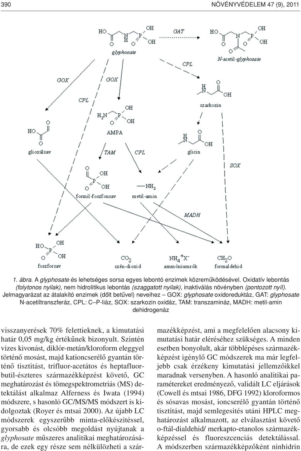 Jelmagyarázat az átalakító enzimek (dôlt betûvel) neveihez GOX: glyphosate oxidoreduktáz, GAT: glyphosate N-acetiltranszferáz, CPL: C P-liáz, SOX: szarkozin oxidáz, TAM: transzamináz, MADH: