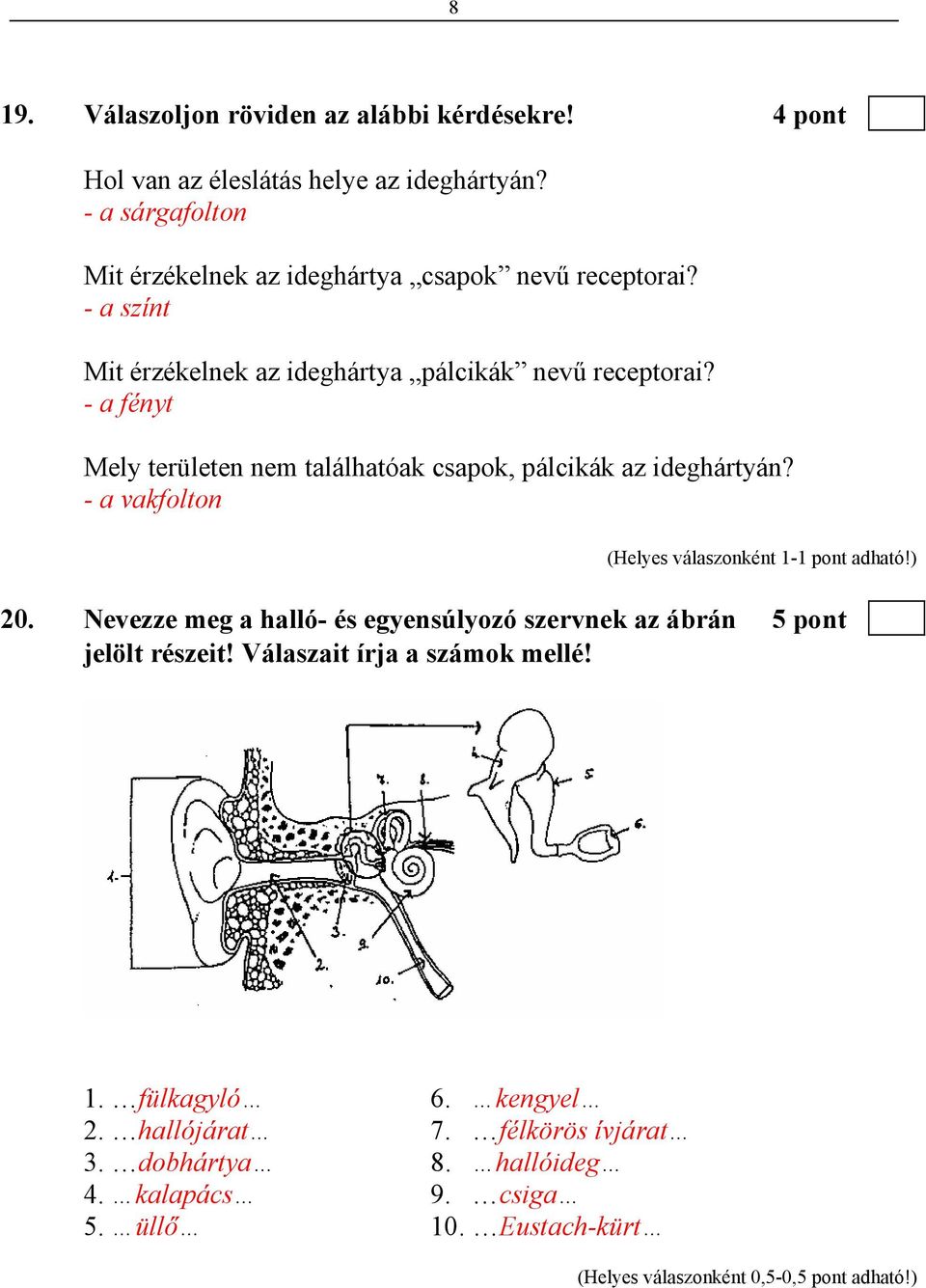 - a fényt Mely területen nem találhatóak csapok, pálcikák az ideghártyán? - a vakfolton 20.