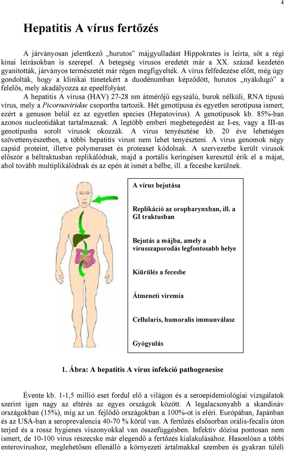 A vírus felfedezése előtt, még úgy gondolták, hogy a klinikai tünetekért a duodénumban képződött, hurutos nyákdugó a felelős, mely akadályozza az epeelfolyást.