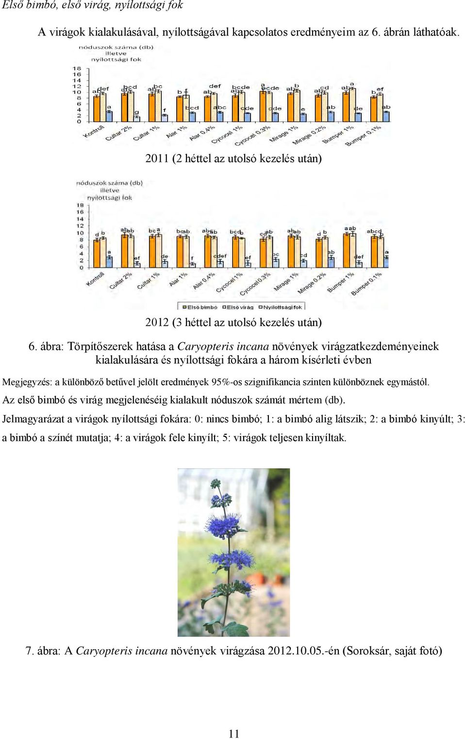 ábra: Törpítőszerek hatása a Caryopteris incana növények virágzatkezdeményeinek kialakulására és nyílottsági fokára a három kísérleti évben Megjegyzés: a különböző betűvel jelölt eredmények 95%-os