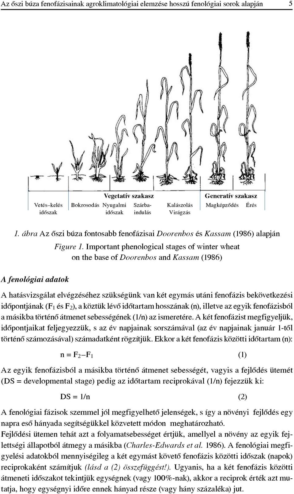 Important phenological stages of winter wheat on the base of Doorenbos and Kassam (1986) A fenológiai adatok A hatásvizsgálat elvégzéséhez szükségünk van két egymás utáni fenofázis bekövetkezési