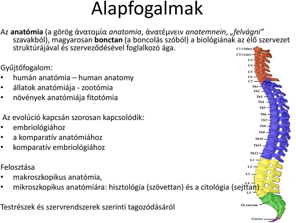 Gyűjtőfogalom: humán anatómia human anatomy állatok anatómiája - zootómia növények anatómiája fitotómia Az evolúció kapcsán szorosan kapcsolódik: