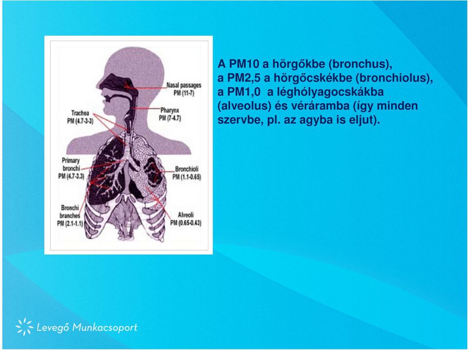 léghólyagocskákba (alveolus) és