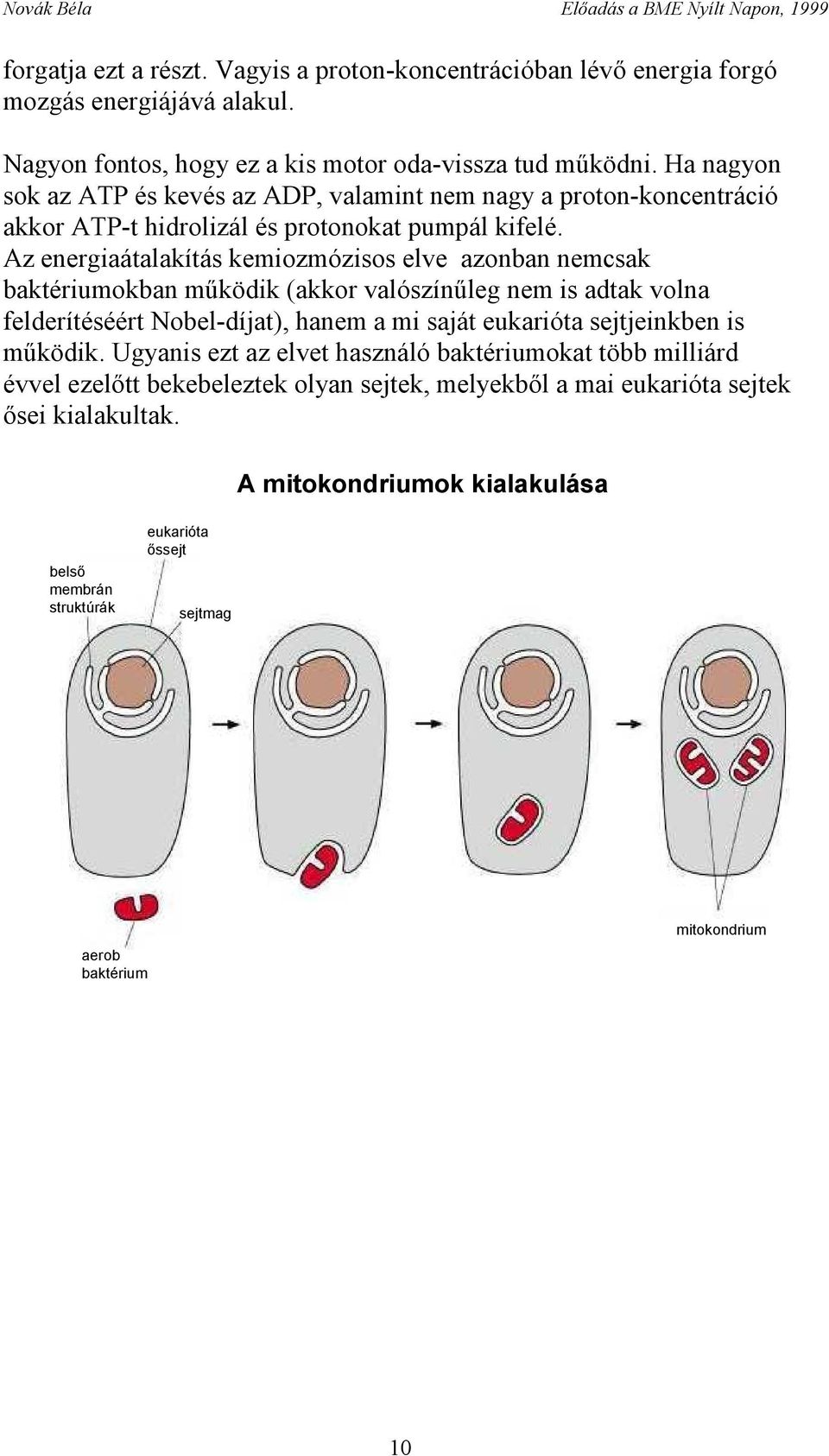 Az energiaátalakítás kemiozmózisos elve azonban nemcsak baktériumokban működik (akkor valószínűleg nem is adtak volna felderítéséért Nobel-díjat), hanem a mi saját eukarióta sejtjeinkben