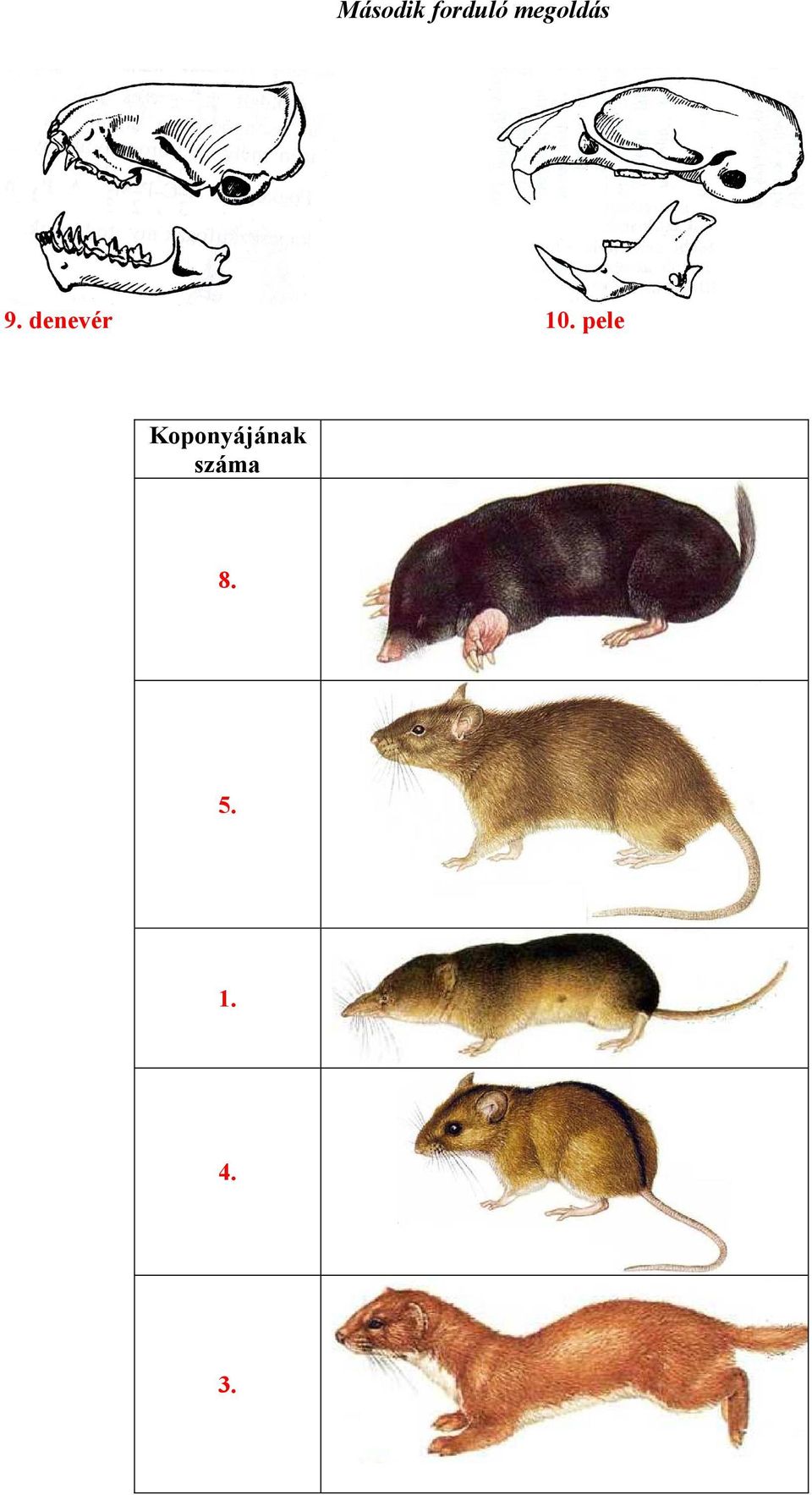 Koponyájának