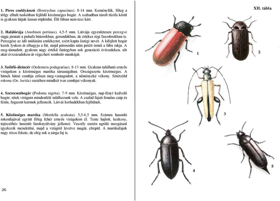 Percegése az idő múlására emlékeztet, ezért kapta ősrégi nevét. A kifejlett bogár kerek lyukon át elhagyja a fát, majd párosodás után petéit ismét a fába rakja.