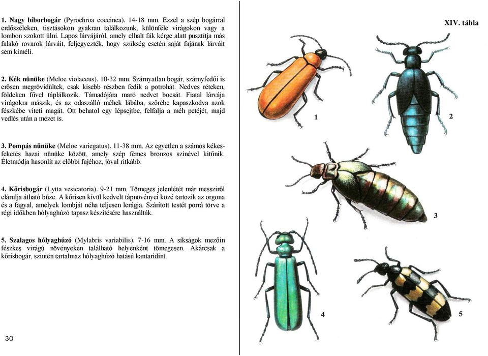 10-32 mm. Szárnyatlan bogár, szárnyfedői is erősen megrövidültek, csak kisebb részben fedik a potrohát. Nedves réteken, földeken fűvel táplálkozik. Támadójára maró nedvet bocsát.