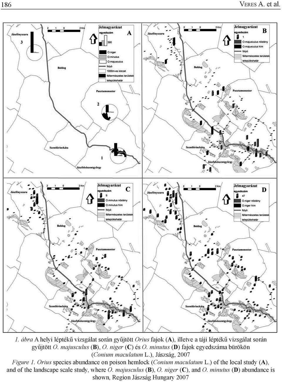 majusculus (B), O. niger (C) és O. minutus (D) fajok egyedszáma bürökön (Conium maculatum L.), Jászság, 2007 Figure 1.