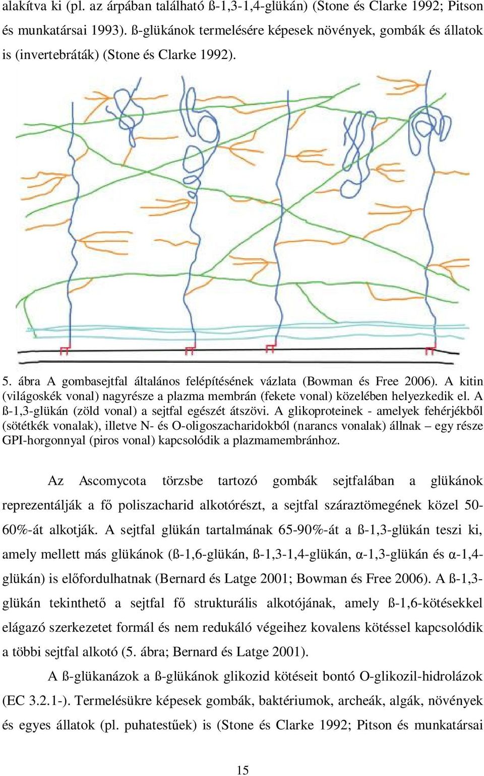 A kitin (világoskék vonal) nagyrésze a plazma membrán (fekete vonal) közelében helyezkedik el. A ß-1,3-glükán (zöld vonal) a sejtfal egészét átszövi.