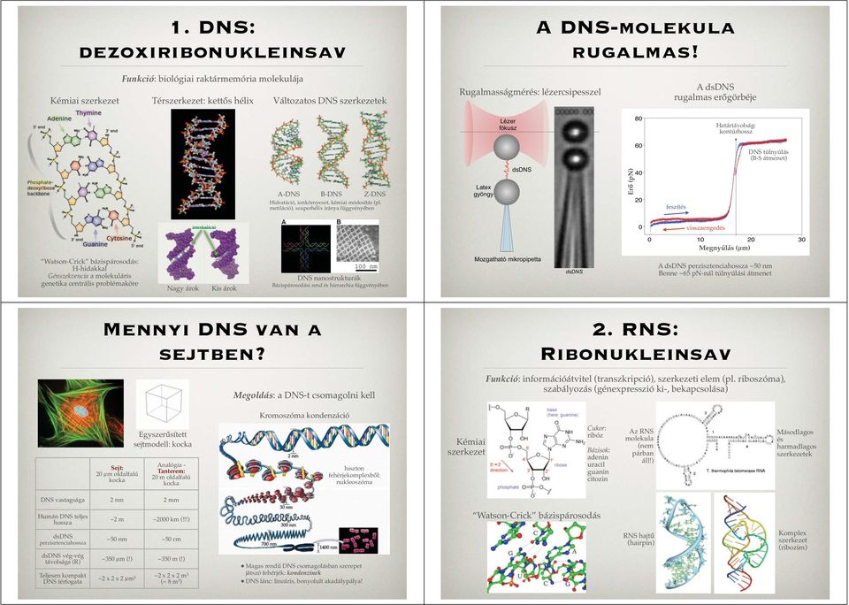 Határtávolság: kontúrhossz 60 DNS túlnyúlás (B-S átmenet) A-DNS B-DNS Z-DNS Hidratáció, ionkörnyezet, kémiai módosítás (pl.