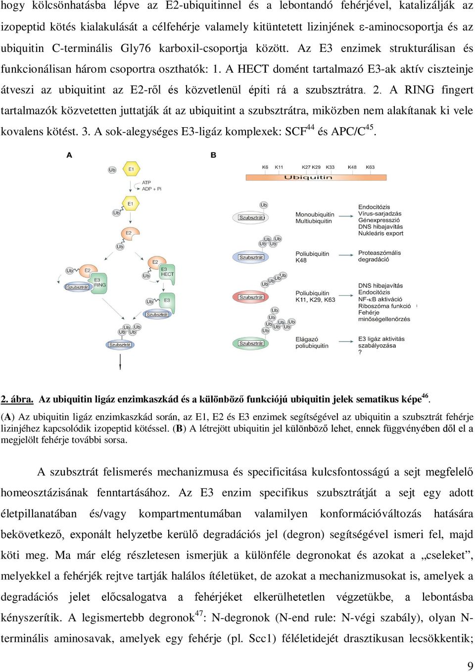 A HECT domént tartalmazó E3-ak aktív ciszteinje átveszi az ubiquitint az E2-ről és közvetlenül építi rá a szubsztrátra. 2.