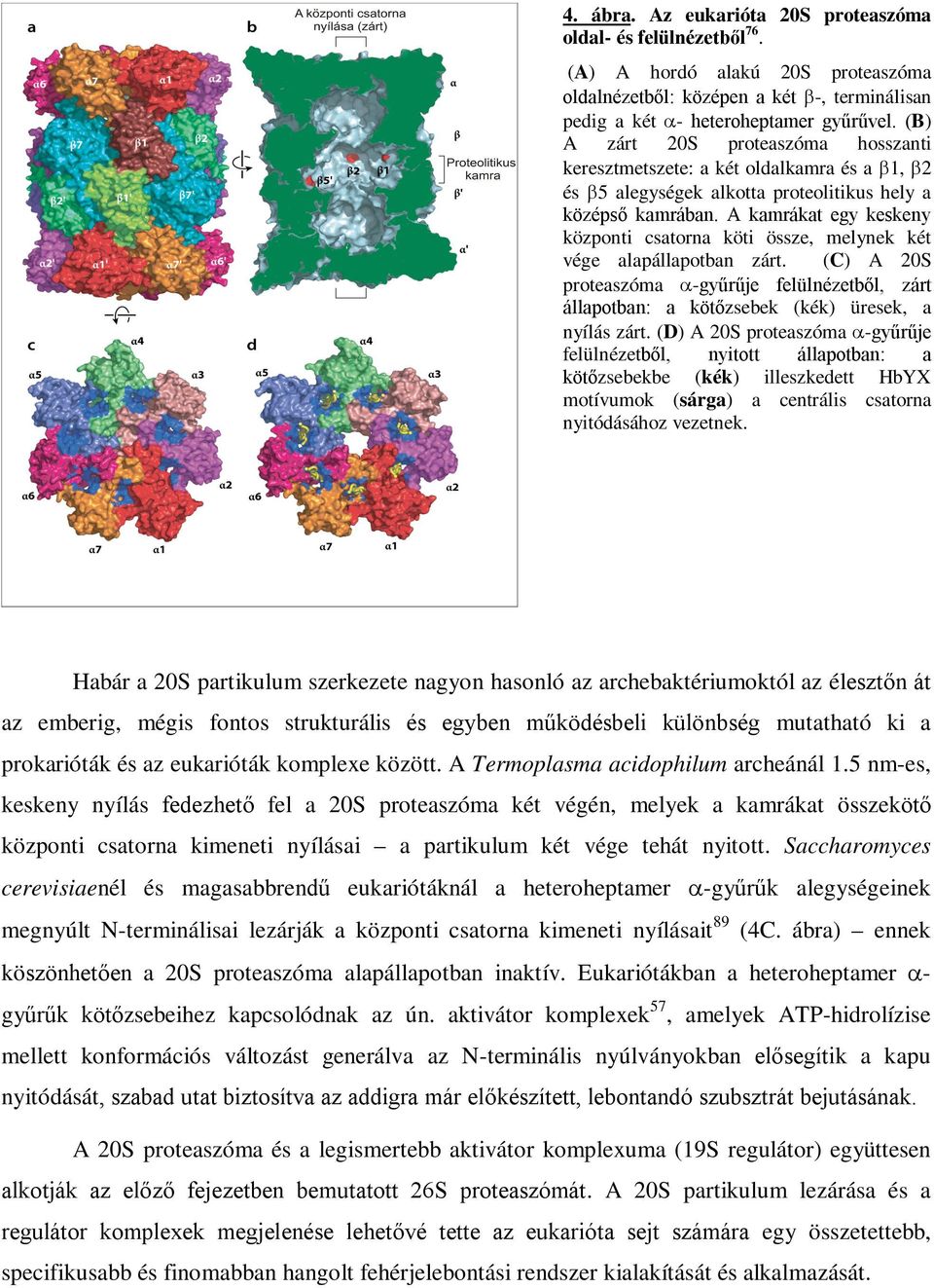 A kamrákat egy keskeny központi csatorna köti össze, melynek két vége alapállapotban zárt. (C) A 20S proteaszóma -gyűrűje felülnézetből, zárt állapotban: a kötőzsebek (kék) üresek, a nyílás zárt.