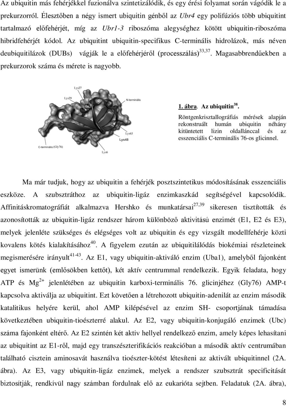 Az ubiquitint ubiquitin-specifikus C-terminális hidrolázok, más néven deubiquitilázok (DUBs) vágják le a előfehérjéről (processzálás) 33,37.