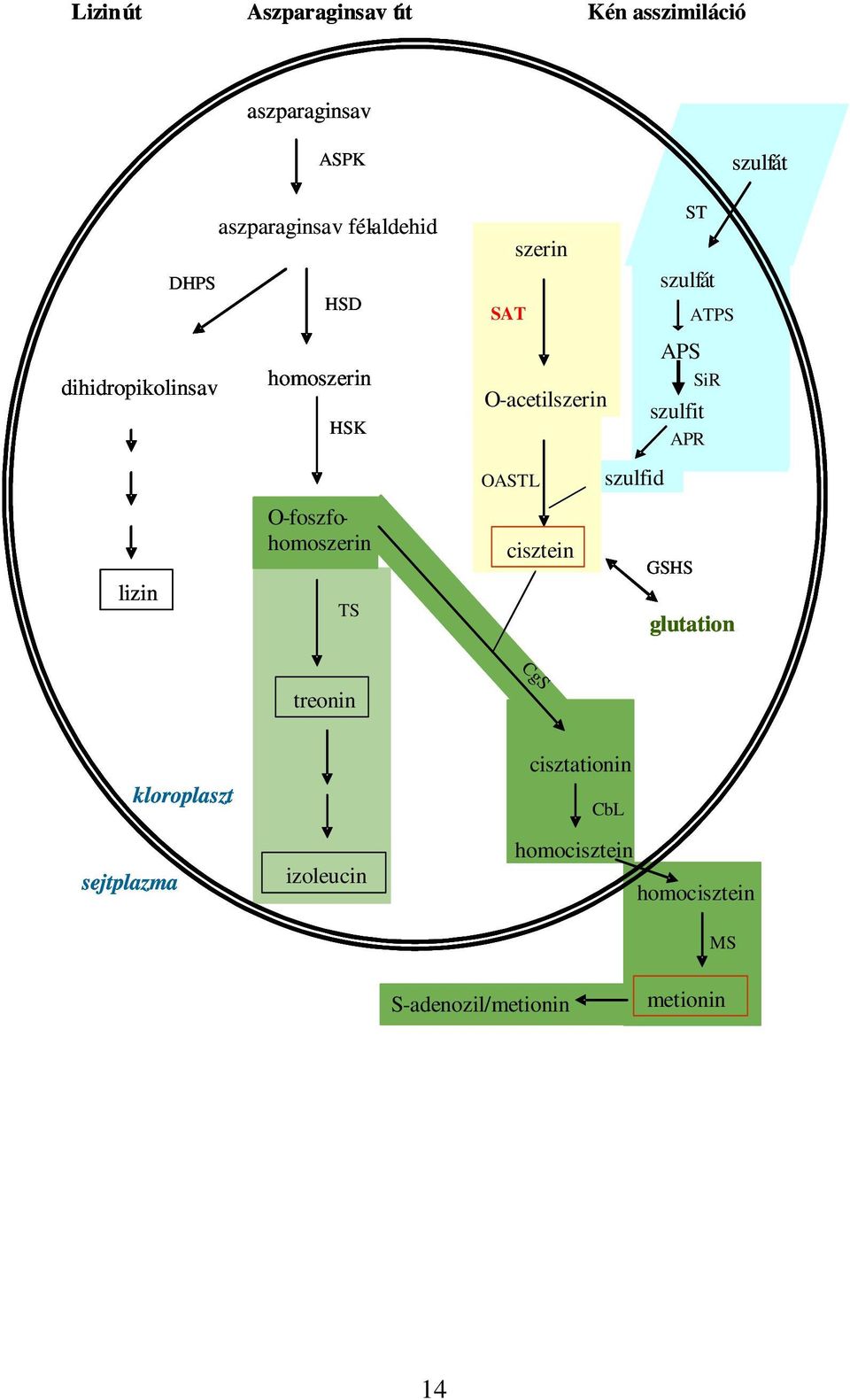 aszparaginsav félaldehid ASPK HSD dihidropikolinsav DHPS lizin homoszerin HSK O-foszfohomoszerin TS treonin izoleucin szerin O-acetilszerin SAT szulfát cisztein OASTL ST APS szulfid APR CgS