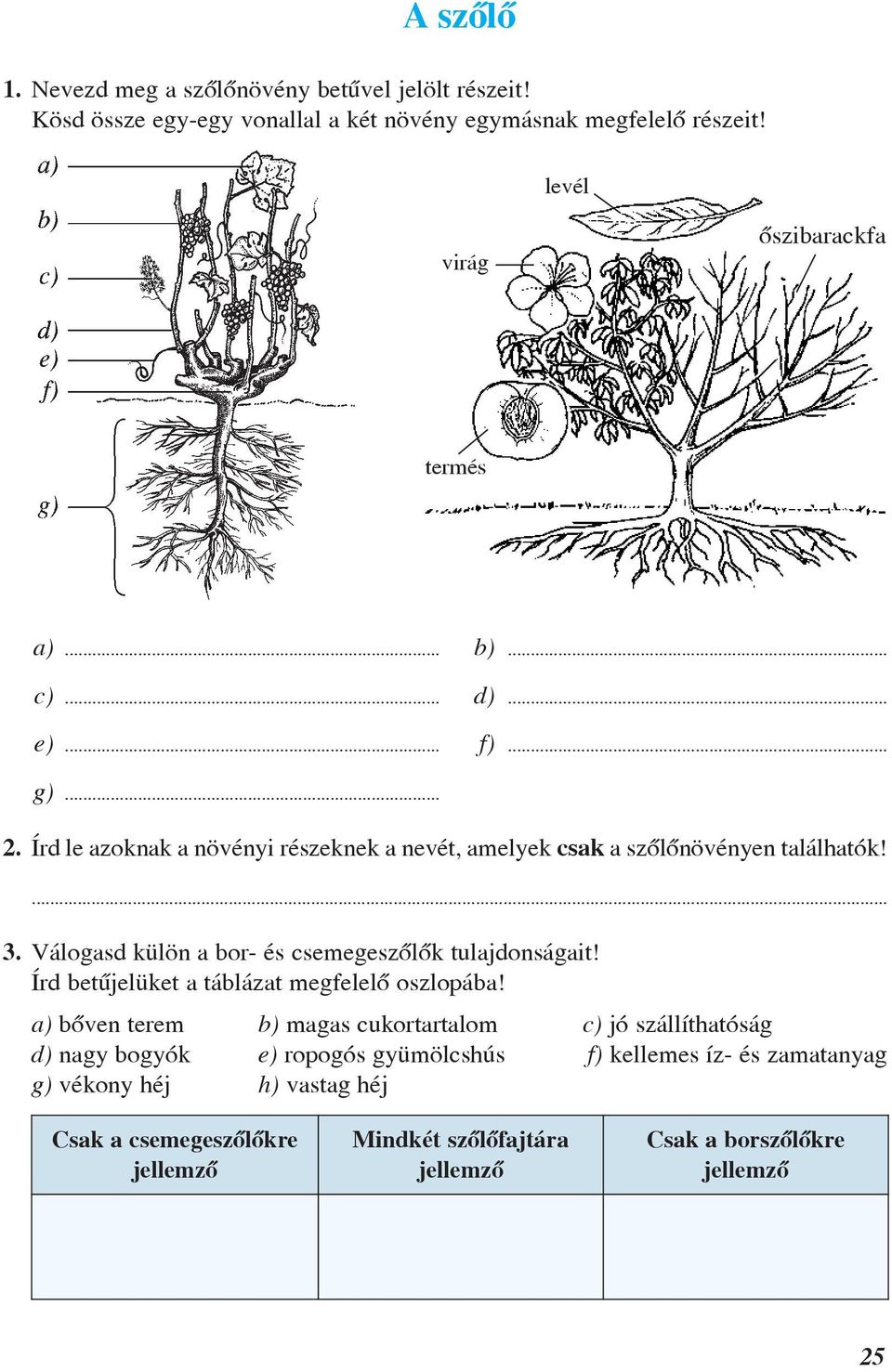 3. Válogasd külön a bor- és csemegeszôlôk tulajdonságait! Írd betûjelüket a táblázat megfelelô oszlopába!