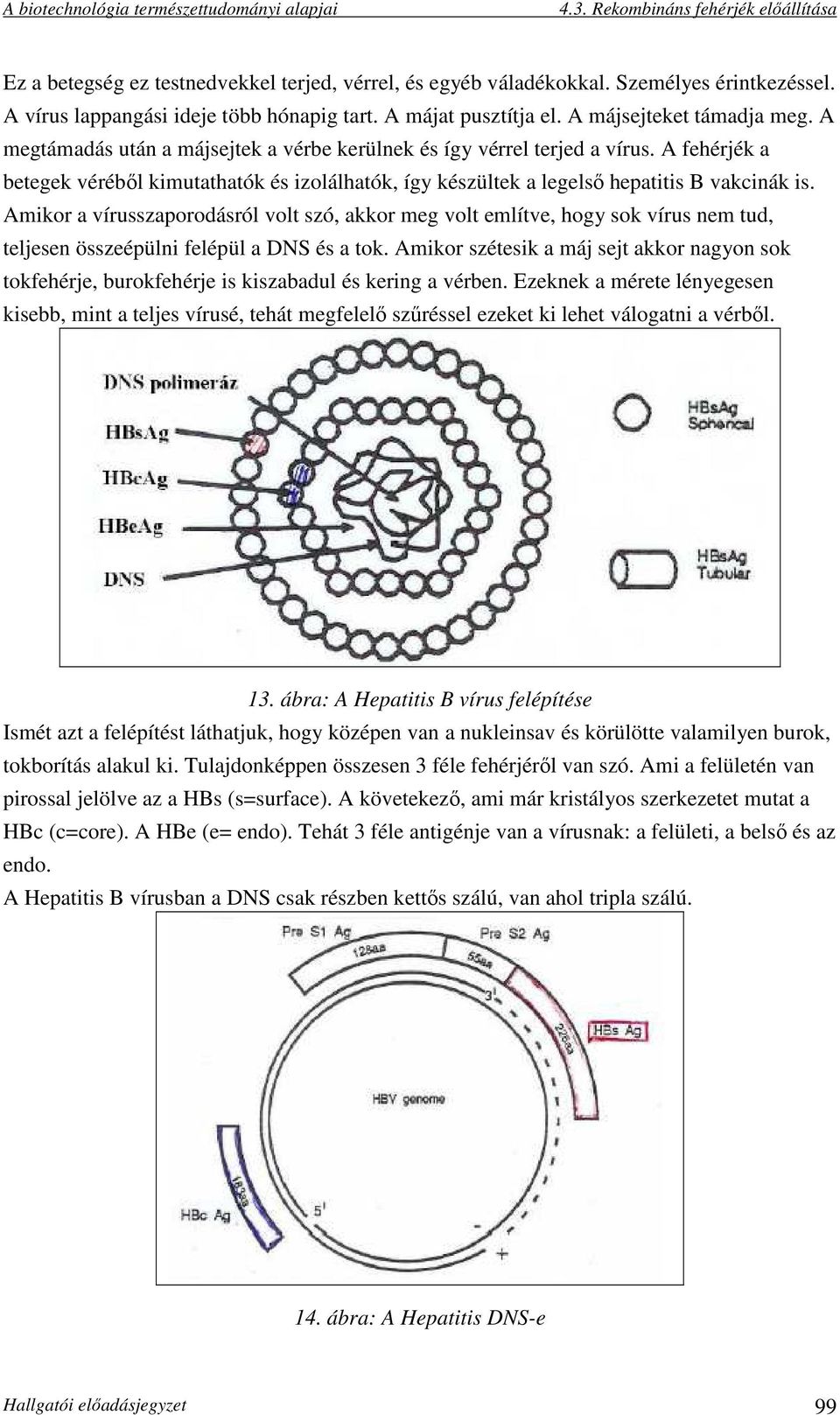 Amikor a vírusszaporodásról volt szó, akkor meg volt említve, hogy sok vírus nem tud, teljesen összeépülni felépül a DNS és a tok.