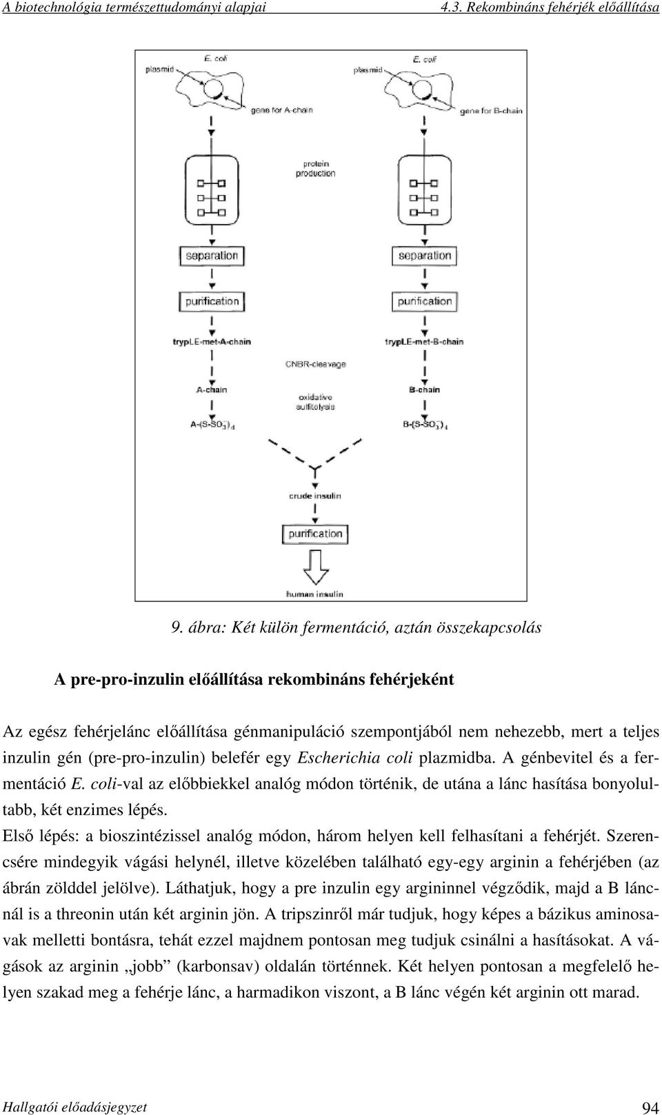 coli-val az előbbiekkel analóg módon történik, de utána a lánc hasítása bonyolultabb, két enzimes lépés. Első lépés: a bioszintézissel analóg módon, három helyen kell felhasítani a fehérjét.