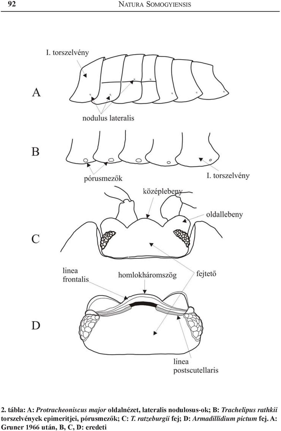 nodulosus-ok; B: Trachelipus rathkii torszelvények