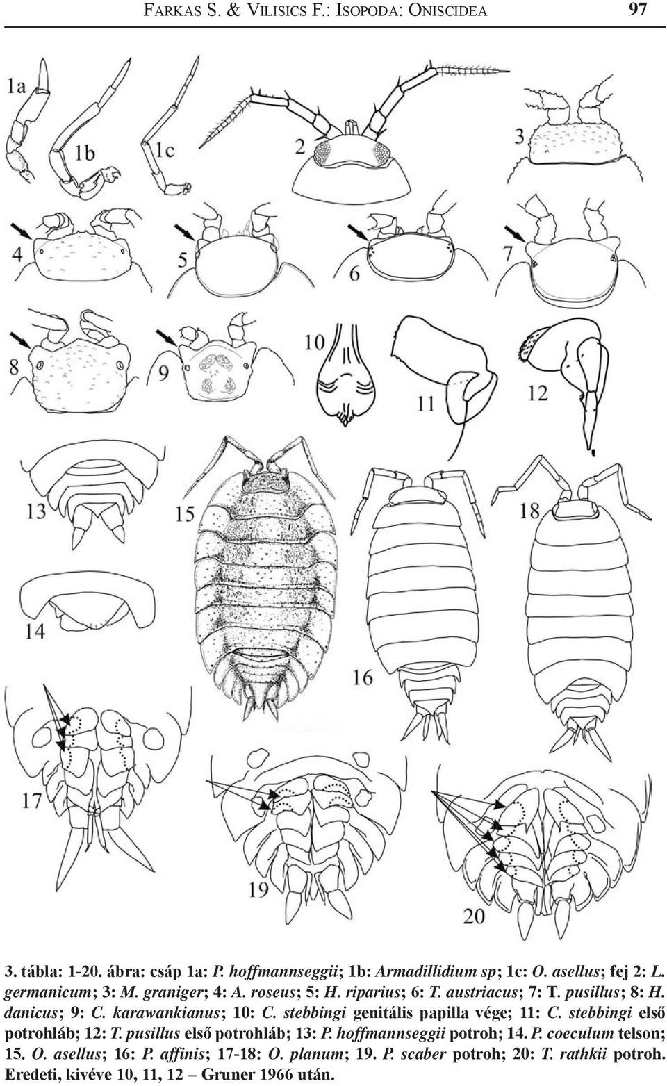 karawankianus; 10: C. stebbingi genitális papilla vége; 11: C. stebbingi első potrohláb; 12: T. pusillus első potrohláb; 13: P.