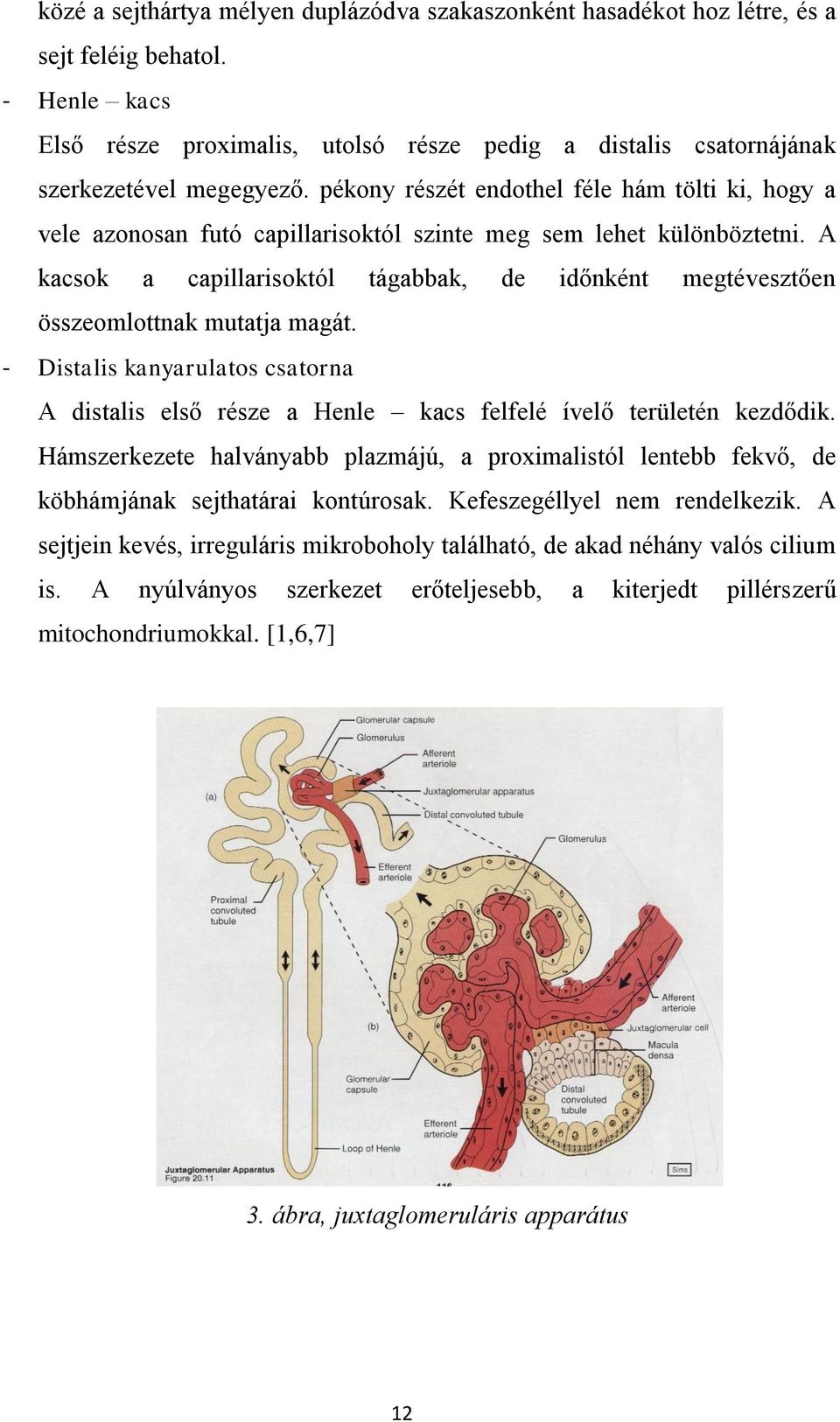 pékony részét endothel féle hám tölti ki, hogy a vele azonosan futó capillarisoktól szinte meg sem lehet különböztetni.