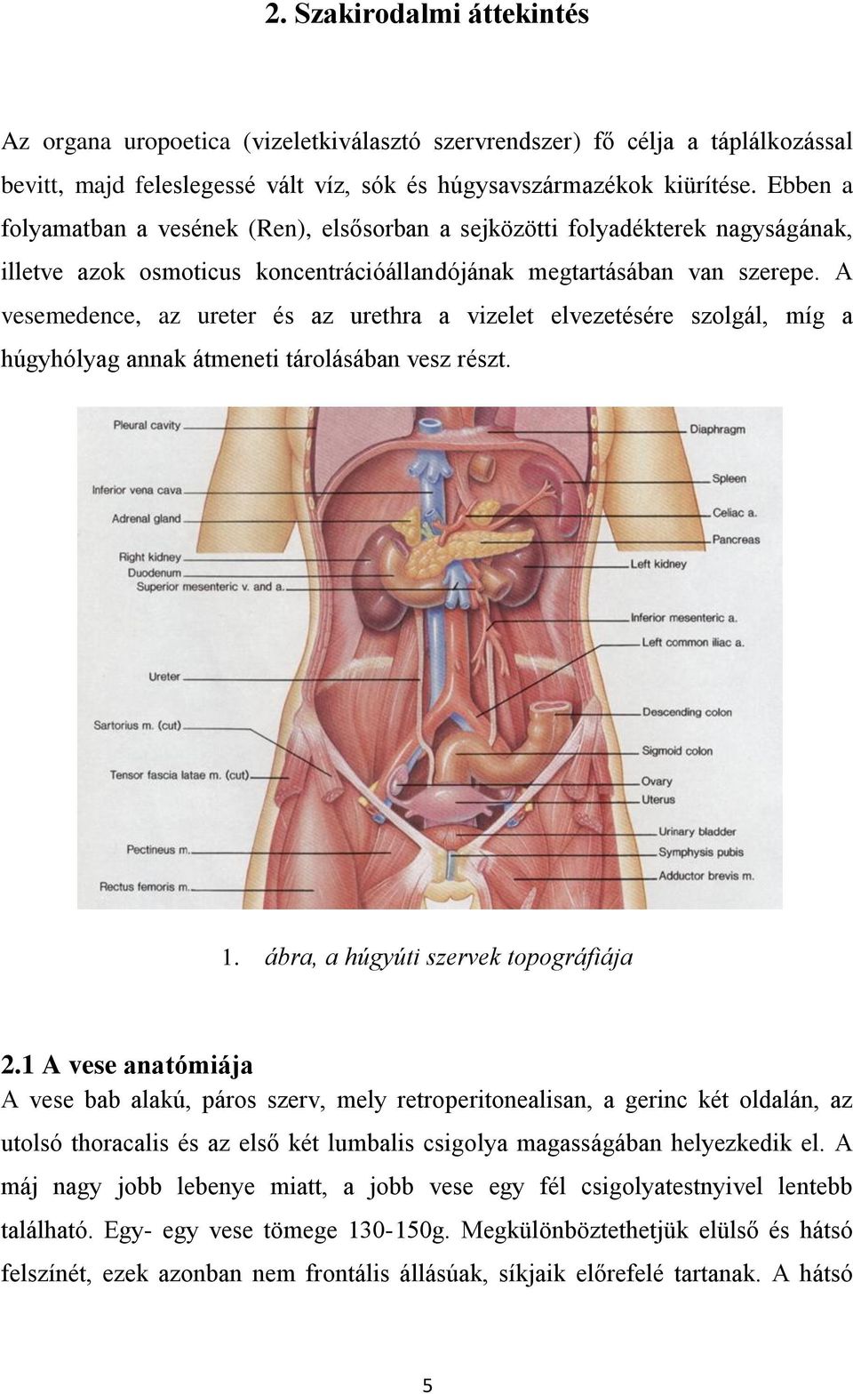 A vesemedence, az ureter és az urethra a vizelet elvezetésére szolgál, míg a húgyhólyag annak átmeneti tárolásában vesz részt. 1. ábra, a húgyúti szervek topográfiája 2.