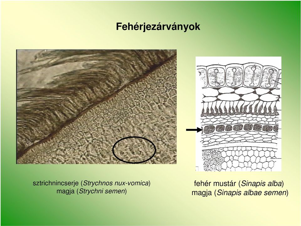 (Strychni semen) fehér mustár