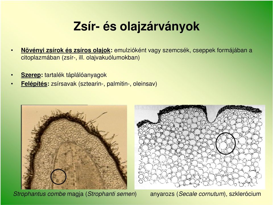 olajvakuólumokban) Szerep: tartalék táplálóanyagok Felépítés: zsírsavak